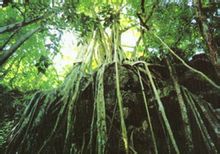 Tropiese Re nwoud Klimaat Bladsye 3 W reld Ensiklopediese Kennis