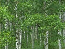 Bosbou - Bladsye [1] - Wêreld ensiklopediese kennis