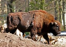 Buffel - Bladsye [2] - Wêreld ensiklopediese kennis