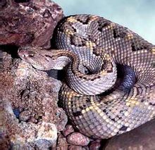 Ratelslang - Bladsye [1] - Wêreld ensiklopediese kennis