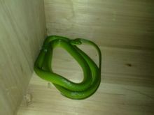 Groen slang - Bladsye [1] - Wêreld ensiklopediese kennis